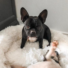 Lade das Bild in den Galerie-Viewer, COSY- Wellness Hundebett - Ergonomisches Wohlfühlen für Deinen Liebling - Stress reduzierend (60% Rabatt)